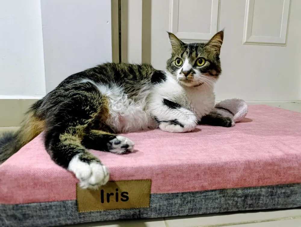 Iris, gata, en su cama Durga